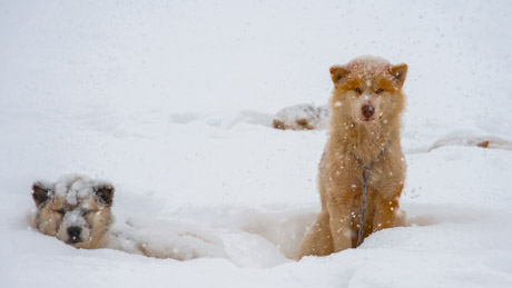 My own Favorits from Greenland